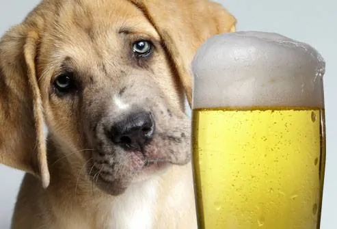 Animal Rescue Superhero – 4th Annual Buda Pets Pub Crawl