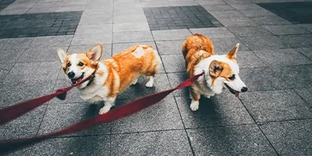 Recurring Dog Walks