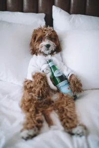 Spoiled puppy needs new year's resolutions