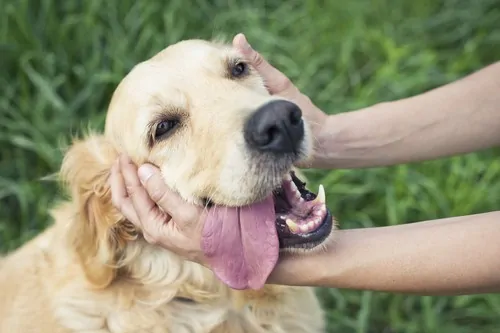 Celebrate National Dog Day Like a VIP