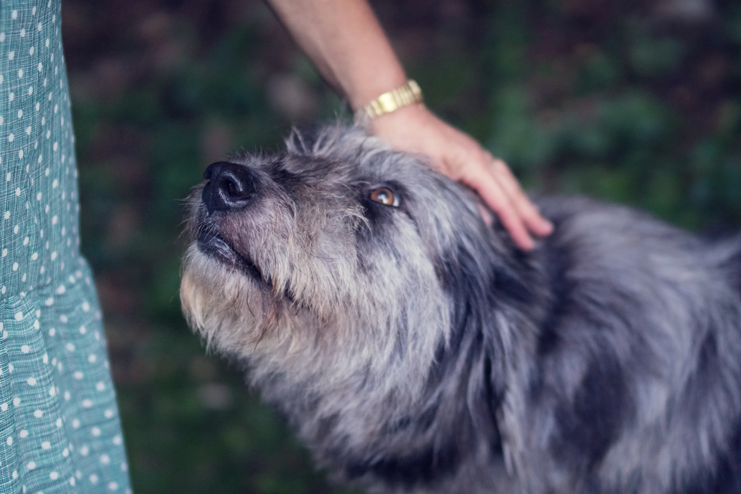 Pet Sitters Care Dallas Animal Welfare Nonprofit Irish Wolfhound gets pets from Austin pet sitter who is serving homeless pets in Texas through Pet Sitters Care