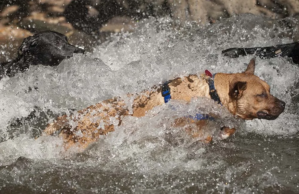 The Best Dog Parks in Austin, Texas