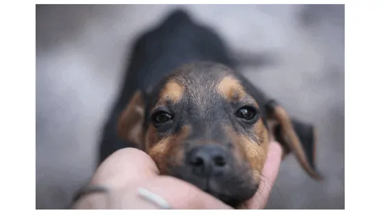 May is National Pet Month