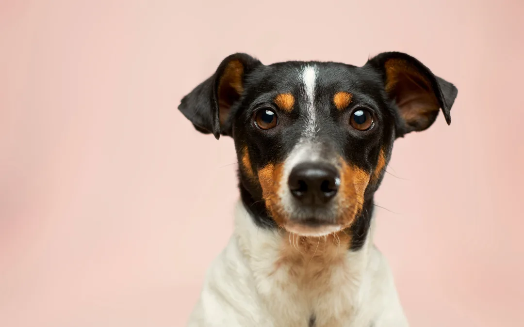 Prevent Pet Theft This Valentine’s Day